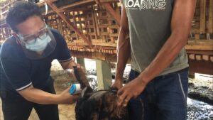DKPP Cek Stok dan Kesehatan Hewan Kurban