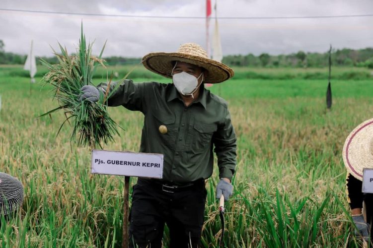 Ditengah Pandemi, Pjs Gubernur Kepri Panen Padi di Kabupaten Bintan