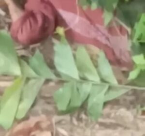 Geger, Warga Temukan Mayat Pria di Hutan Dam Duriangkang