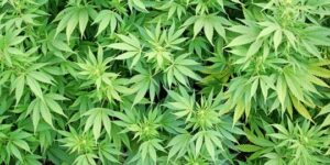 Thailand Bebaskan Petani Tanam Ganja, Panen Boleh Dijual