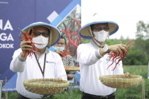 Tingkatkan Produksi Cabai Hingga 20 Ton Perhektar, Amsakar Apresiasi Teknologi Proliga