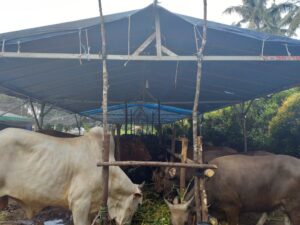 Jelang Hari Raya Idul Adha 1442 H, Permintaan Hewan Kurban di Batam Mulai Meningkat