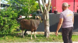 Hari Raya Idul Adha 1442 H, Satbrimob Polda Kepri Sembelih Tiga Sapi dan Dua Kambing