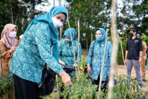 PKK Kepri Panen Cabai, Dewi Ansar: Rasa Syukur akan Melipatgandakan Rezeki