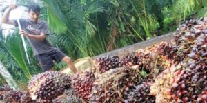 Harga Kelapa Sawit di Riau Pecah Rekor, Tertinggi Dalam Sejarah