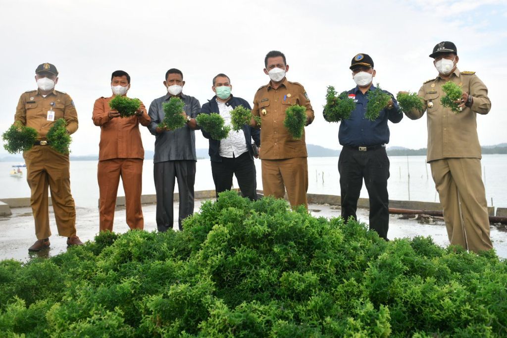 Panen Rumput Laut di Pulau Jaga, Gubernur Ansar:  Ekonomi Maritim Harus Tumbuh untuk Kemakmuran Masyarakat