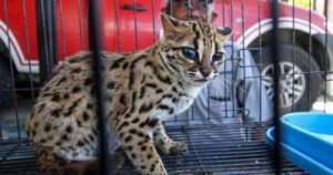 Ini 10 Kucing Hutan yang Harus Dilindungi