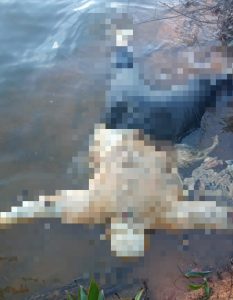 Diduga Warga Batam Centre, ini Identitas Jasad Mengambang di Dam Sei Ladi