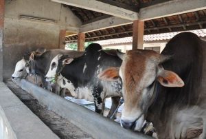 Belum Ada Titik Terang, Warga Batam Terancam Tidak Berkurban Tahun Ini