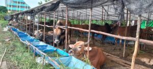 Puluhan Kambing di Batam Mati Jelang Hari Raya Qurban, Pedagang: Regulasi Pemerintah Memberatkan