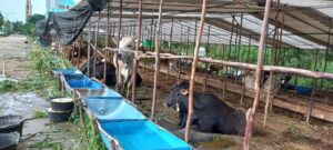Jelang Hari Raya Qurban, Pedagang di Batam Sebut Harga Tertinggi Sapi Mencapai 50 Juta Rupiah 