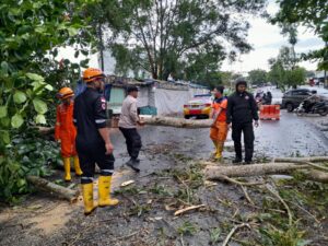 Hujan Deras, Sejumlah Pohon di Tepi Jalan Tanjungpinang Tumbang