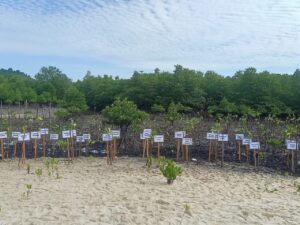 Peringati Hari Lingkungan Hidup Sedunia, LSM PLH Kepri Lakukan Reboisasi 10 Ribu Bibit Mangrove