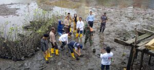 3000 Bibit Mangrove Di Tanam Nelayan unggulan Madani Belakang Padang