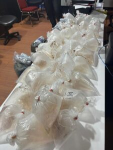 EMPAT PELAKU SINDIKAT PENYELUNDUPAN 5.500 BENIH BENING LOBSTER DI BEKUK DITRESKRIMSUS POLDA KEPRI