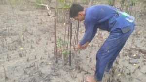 Rawat Mangrove, PT Timah Tbk Lakukan Penyulaman 2500 Bibit Mangrove di Kundur