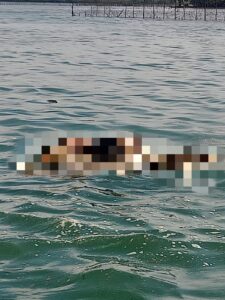 Pria Lompat dari Jembatan Barelang Ditemukan Tim SAR Tak Bernyawa