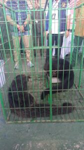 Polisi Sita Sepasang Hewan Langka Dari Tangan Pemiliknya