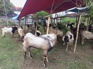 Banting Setir Bakul Wedus Idul Adha, Dulu Wartawan Media Online di Madiun