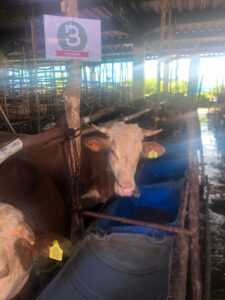 Penjualan Hewan Kurban Di Kandang Berkah Batam  Center Laku keras