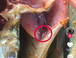 Alamak! Beli Ikan di Pasar Berulat, Ibu di Batam Curhat ke Medsos