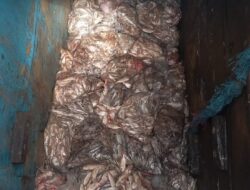 Curi Ikan 1 Ton, Kapal Vietnam Ditangkap PSDKP Batam Tepat di Hari Kemerdekaan