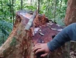 Buah Langka Ini Jadi Target Penebang Liar di Kabupaten Kepulauan Anambas