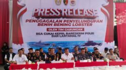 DJBC Kepri Gagalkan Penyeludupan Baby Lobster Senilai 23,8 Miliar