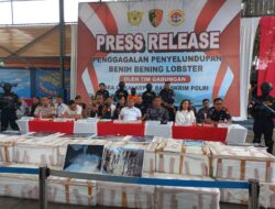 Kanwil Bea Cukai Kepri Gagalkan Penyeludupan 151,000 Benih Bening Lobster di Wilayah Bintan