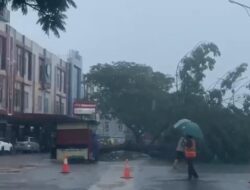 Pohon Raksasa Tumbang di Batu 9 Tanjungpinang