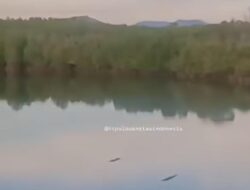 Dua Ekor Buaya Melintas di Jembatan Wacopek, Warga Tanjungpinang-Bintan Heboh