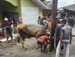 Muhamad Sabri Anggota Dprd Kota Tanjung Pinang Qurban 2 Ekor Sapi