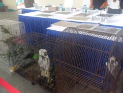 Nyaris Dijual, Polisi Amankan 16 Ekor Burung Psittacula Alexandri yang Dipelihara Pemiliknya dalam Kos