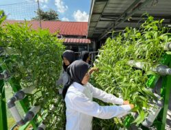 Panen Sayur Kangkung Hidroponik, Bukti Nyata Program Lapas Perempuan Batam Terus Dukung Ketahanan Pangan