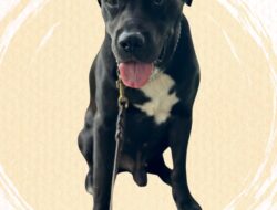 Bea Cukai Batam Gagalkan  Penyelundupan  7 Kilogram  Ketamin