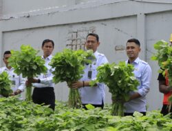 Semangat Membara, Lapas Batam Panen 170 Kg Sayur Segar