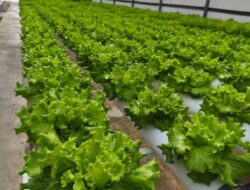 CV Sello Hijau Lestari Latih Warga Binaan Rutan Batam Belajar Hidroponik, Target Ciptakan 1.000 Petani Hidroponik di Batam