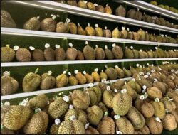 Dugaan Penyelundupan Durian Musangking di Batam Diluruskan, Pengusaha Kantongi Izin Lengkap Dari BP Batam