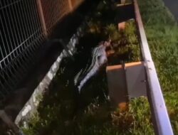 Viral! Buaya Berukuran  Besar Naik ke Jalan Raya Duriangkang, Warga Batam Cemas