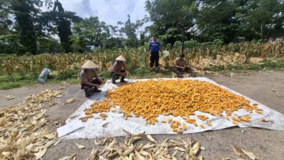 Dukung Asta Cita Program  Ketahanan Pangan Presiden Prabowo Polsek Sekupang Panen Jagung di Lahan 1600 Meter Persegi  Hasilkan 500 Kilogram Jagung