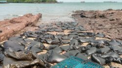 ‎Kapal Kandas Angkut Limbah di Perairan Sekupang, Ratusan Jumbo Bag Berhasil Diamankan ke Bibir Pantai ‎