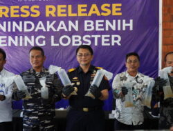 Bea Cukai Batam Gagalkan Penyelundupan 231 Ribu Benih Bening Lobster