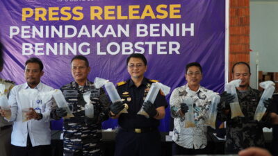 Bea Cukai Batam Gagalkan Penyelundupan 231 Ribu Benih Bening Lobster