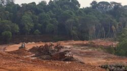 ‎Hutan Tanjung Pinggir Dibabat, Aktivitas Cut and Fill Diduga Tak Berizin