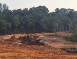 ‎Hutan Tanjung Pinggir Dibabat, Aktivitas Cut and Fill Diduga Tak Berizin
