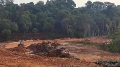 ‎Hutan Tanjung Pinggir Dibabat, Aktivitas Cut and Fill Diduga Tak Berizin