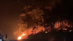 Hutan Lindung di Bintan Terbakar, Diduga Disengaja
