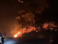 Hutan Lindung di Bintan Terbakar, Diduga Disengaja