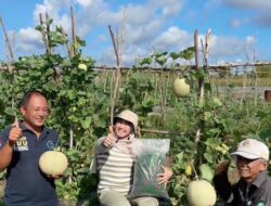 Pupuk Organik Warga Ranai Darat Melimpah, Produksi Tinggi Namun Pemasaran Terkendala