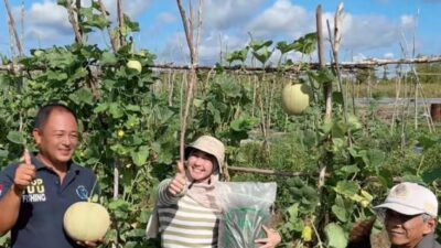Pupuk Organik Warga Ranai Darat Melimpah, Produksi Tinggi Namun Pemasaran Terkendala